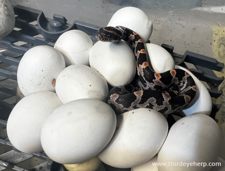 Okeetee Corn Snake